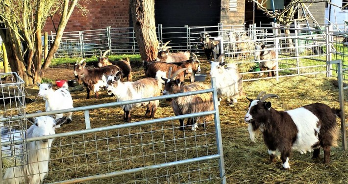 Goats- white, black and white, and brown in a pen with hay on the floor, trees in background